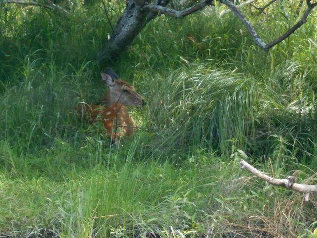 ̂G]VJ؉Aŋxł܂_t@~[Jk[Ƃ