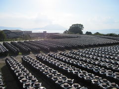 ���Ղ�񂮂���̍⌳�������낷���� �┨�ւ̓��e�ʐ^1