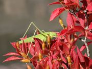 Ƃ񂳂͖̉kgԎق̓eʐ^5