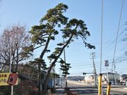 Ƃ񂳂̓؂̏jՌ̓eʐ^4