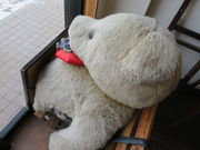 yosshỹpeBX[ BIbg̓eʐ^3