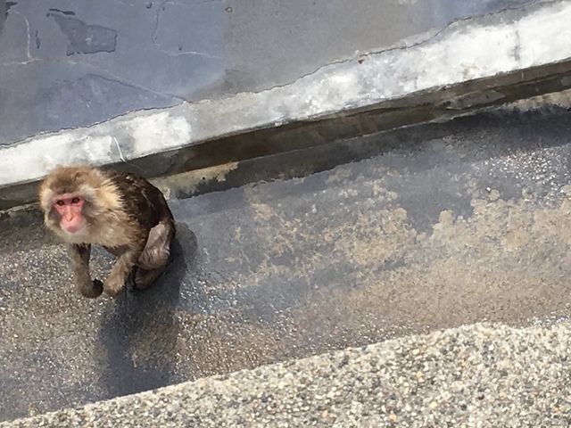 �a���˂��鉎�A1�l�l�����މ��{���ɖʔ���_���̐쉷��