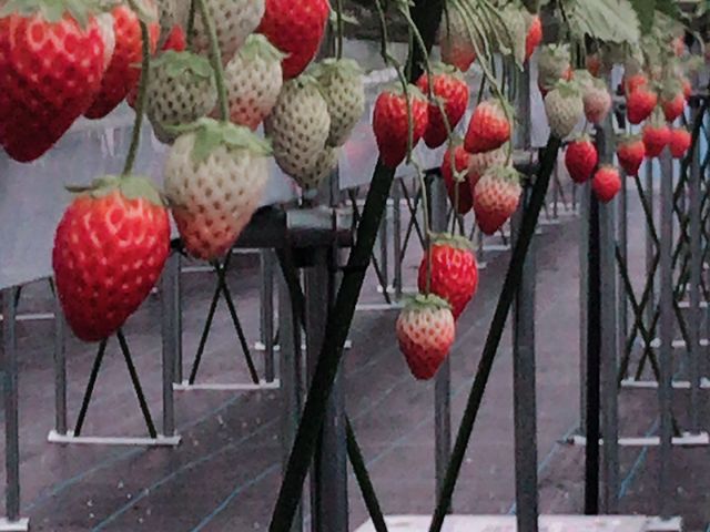 �Â�����������t�ł���^_^_�Ƃ悳��t�@�[����������