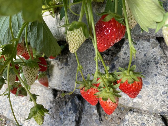 ���̒i�ɂ��Ԃ��C�`�S�������ς�_�}���C�_��