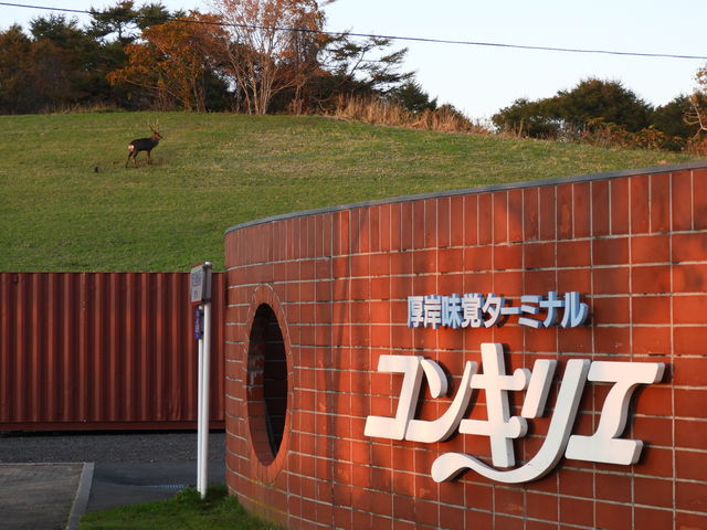 �R���L���G�ɉڈΎ���_���̉w���݃O�����p�[�N�E���ݖ��o�^�[�~�i���E�R���L���G