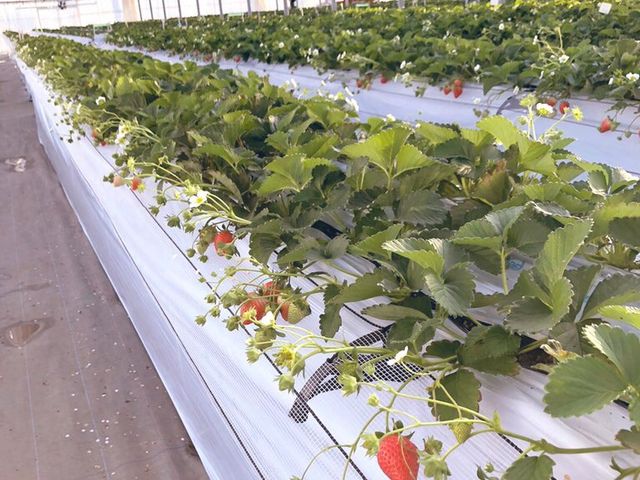 �L�����Y��ȃC�`�S�n�E�X�I_�|���|���R�X�g���x���[(Pon Pon YAMA Strawberry)