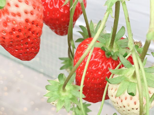 ��������Ԃ��Ȃ��Ă��܂��B_�O�����������ّO�c