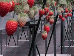 v[񂳂̂Ƃ悳t@[ւ̓eʐ^1