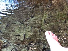 �����ւЂ���̋{�������فu�݂₶�}�����v�ւ̓��e�ʐ^1