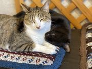 ܂Ⴑ̂˂JtF@ɂႨ̓eʐ^1