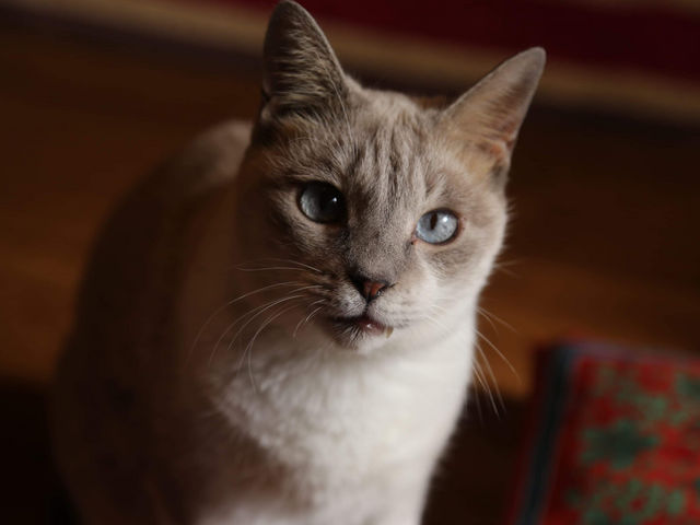 ���F���[�����_�ی�L�J�t�F�@�ΔL