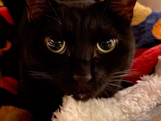 ���Ӂ[�����_�ی�L�J�t�F�@�ΔL