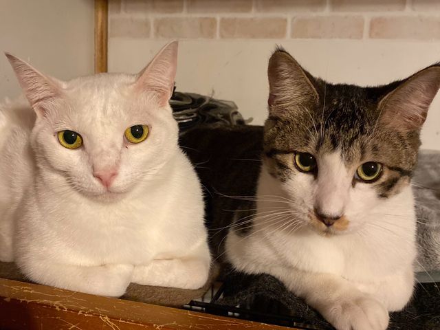 ���ǂ�����ō�������_�ی�L�J�t�F�@�ΔL