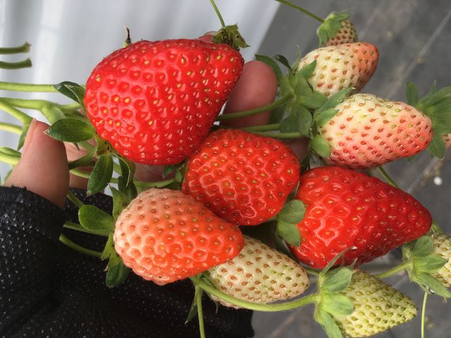 �^���ԂȂ�����_���邢������