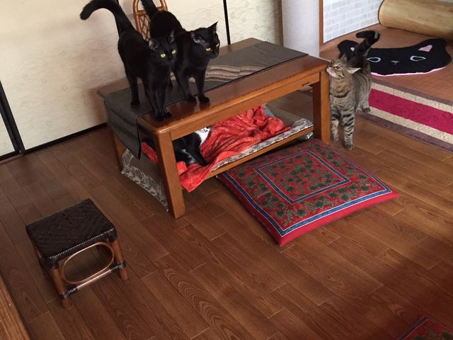 ����_�ی�L�J�t�F�@�ΔL