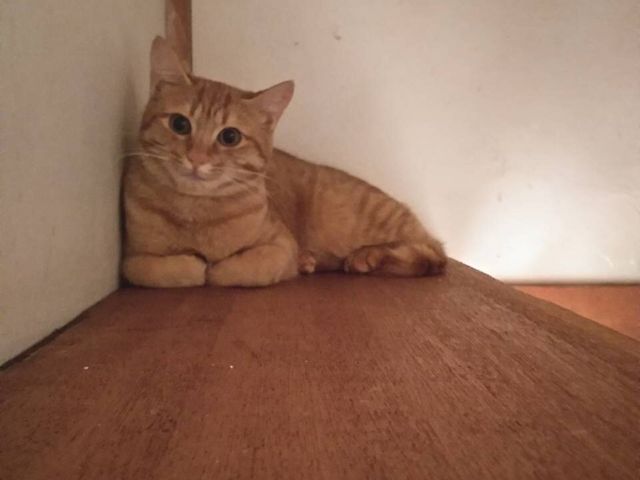 ���݂񂿂��A���X_�ی�L�J�t�F�@�ΔL