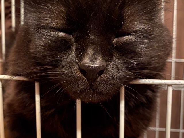 �����[����_�ی�L�J�t�F�@�ΔL