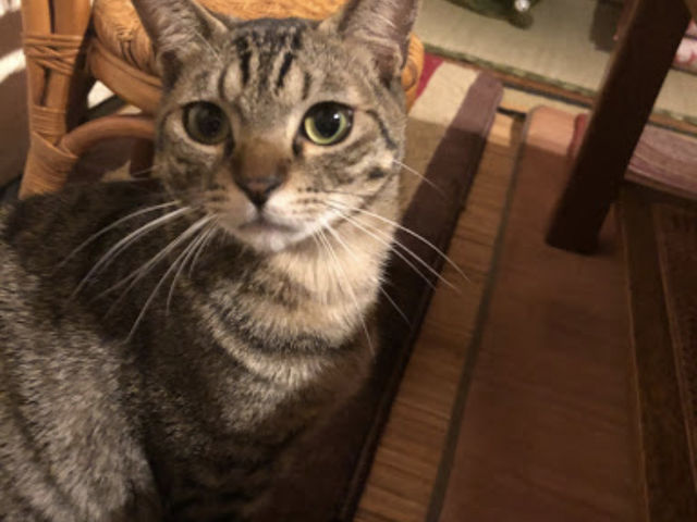 �g����A�j�̎q�A_�ی�L�J�t�F�@�ΔL