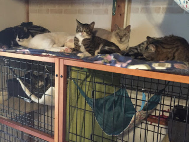 �����肽���[_�ی�L�J�t�F�@�ΔL