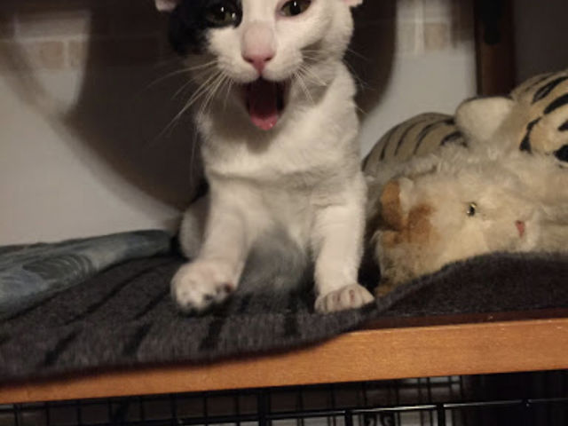 ���񂭂�_�ی�L�J�t�F�@�ΔL