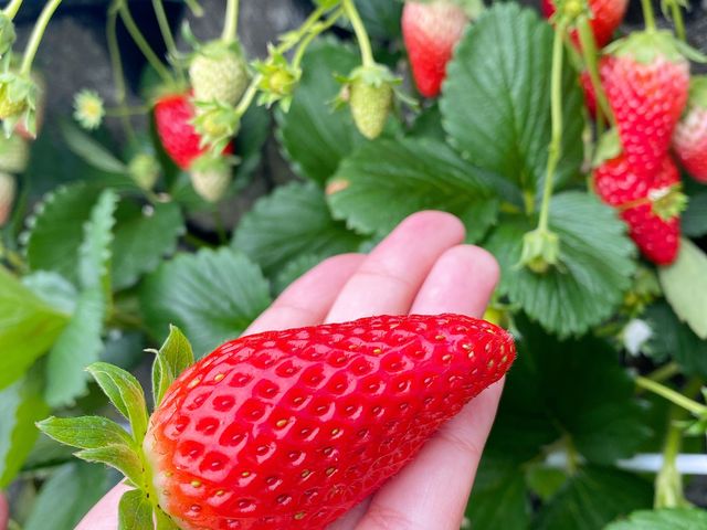 �傫��䕂��Â��āA���傤�ǂ����H���Ŕ������������ł��B_�T�N�U�_��