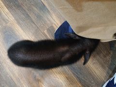 ӂ񂳂̂ӂ낤JtF@RickyXւ̓eʐ^1