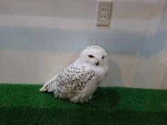 ӂ񂳂̂ӂ낤JtF@RickyXւ̓eʐ^2