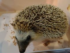 ӂ񂳂̂ӂ낤JtF@RickyXւ̓eʐ^3