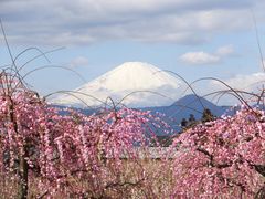 曽我梅林の口コミ一覧 じゃらんnet