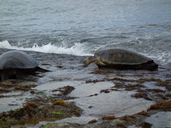 nobu̔dRόtF[ւ̓eʐ^1