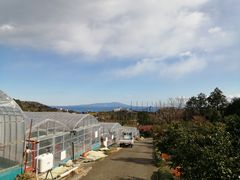 Plumeria̔̌ւ̓eʐ^1