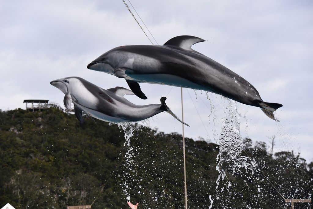 下田海中水族館