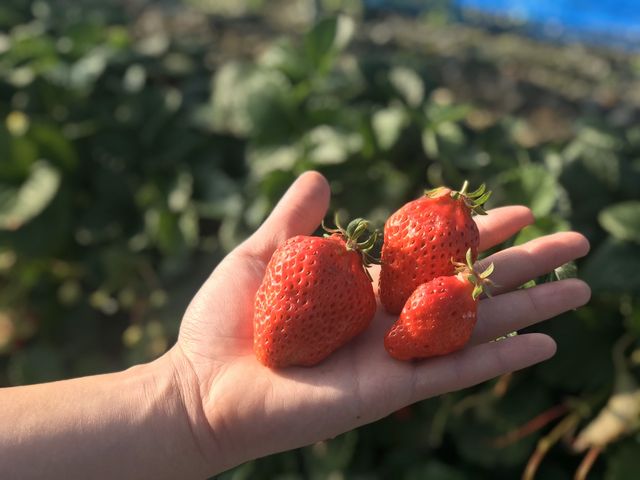 �g�ق��؂Ŏ����̎�̎O���̈���̑傫��������䕂��������B_����_��