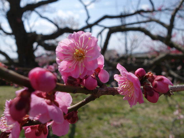 ~̉ԁi1j_񂾂_Ɖ|Z^[@݂ǂ̓m