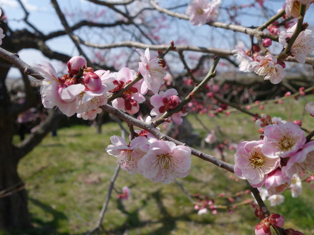 ~̉ԁi2j_񂾂_Ɖ|Z^[@݂ǂ̓m