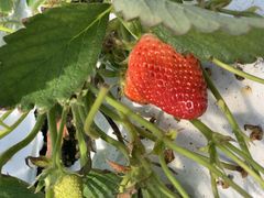 ܂ɂ̓V̂ʐ^ ܂邩ւ̓eʐ^1