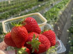 [񂳂̂Ђ܂_ւ̓eʐ^1