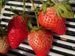 ȂׂB̂܂Ƃݔ_iەx_jւ̓eʐ^1