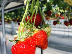 �ŉ�����񂳂�̂��������ԉ��ւ̓��e�ʐ^1