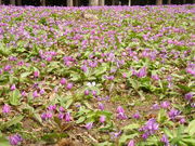 mitsuĩJ^N̉ԁiQ̋j̓eʐ^1