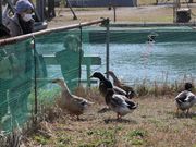 Ƃ񂳂̐Βn킳щ̓eʐ^6