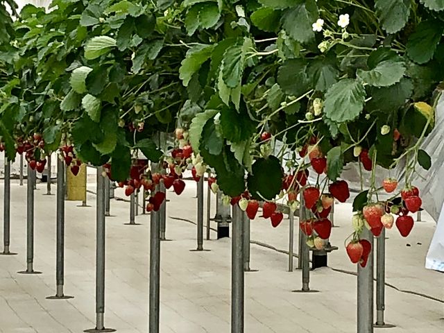 ���ɂ́A�S�~��w�^�͂������A�t����1�������Ă��Ȃ��A�ƂĂ��Y��ŕ����₷�������ł��B_�J�E�x����������