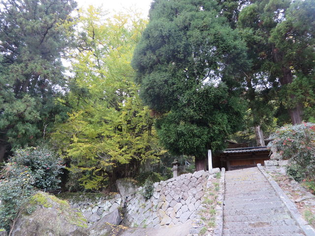 Ԃ񂳂̐ŉ̑C`E̓eʐ^1