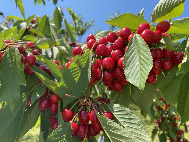 �^���ԂȂ�������_�n糊ό��N�����@sweet cherry watanabe