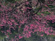 Ȃ񂱂\[L̔dx̓eʐ^1