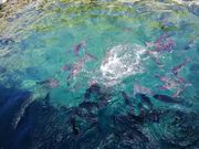 ۂ񂿂񂳂̋\pVD̓eʐ^2