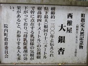 Ԃ񂳂̐ŉ̑C`E̓eʐ^2