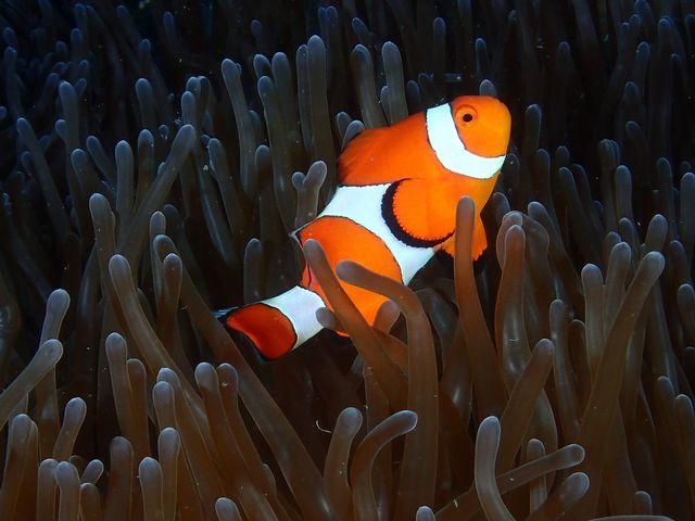 �������J�N���N�}�m�~�ɂ����_R-MATES Okinawa Diving Club