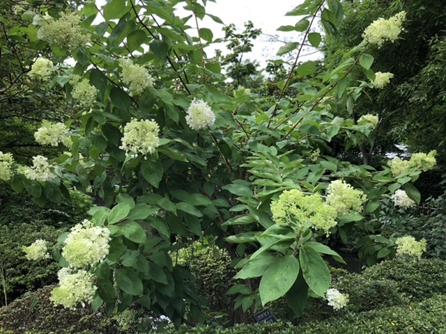 花 人気 と 緑 の 振興 センター バス