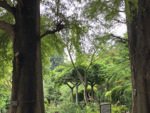 �V���B�΂����ς��̒��ł��U���B���͉�ɒ��ӂł��B_��ʌ��ԂƗ΂̐U���Z���^�[